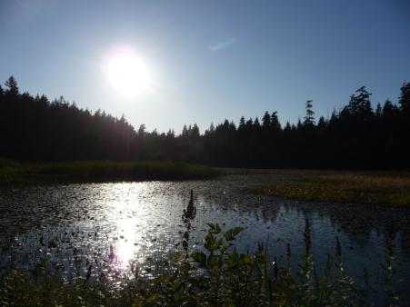 im stanley park zu finden: der beaver lake